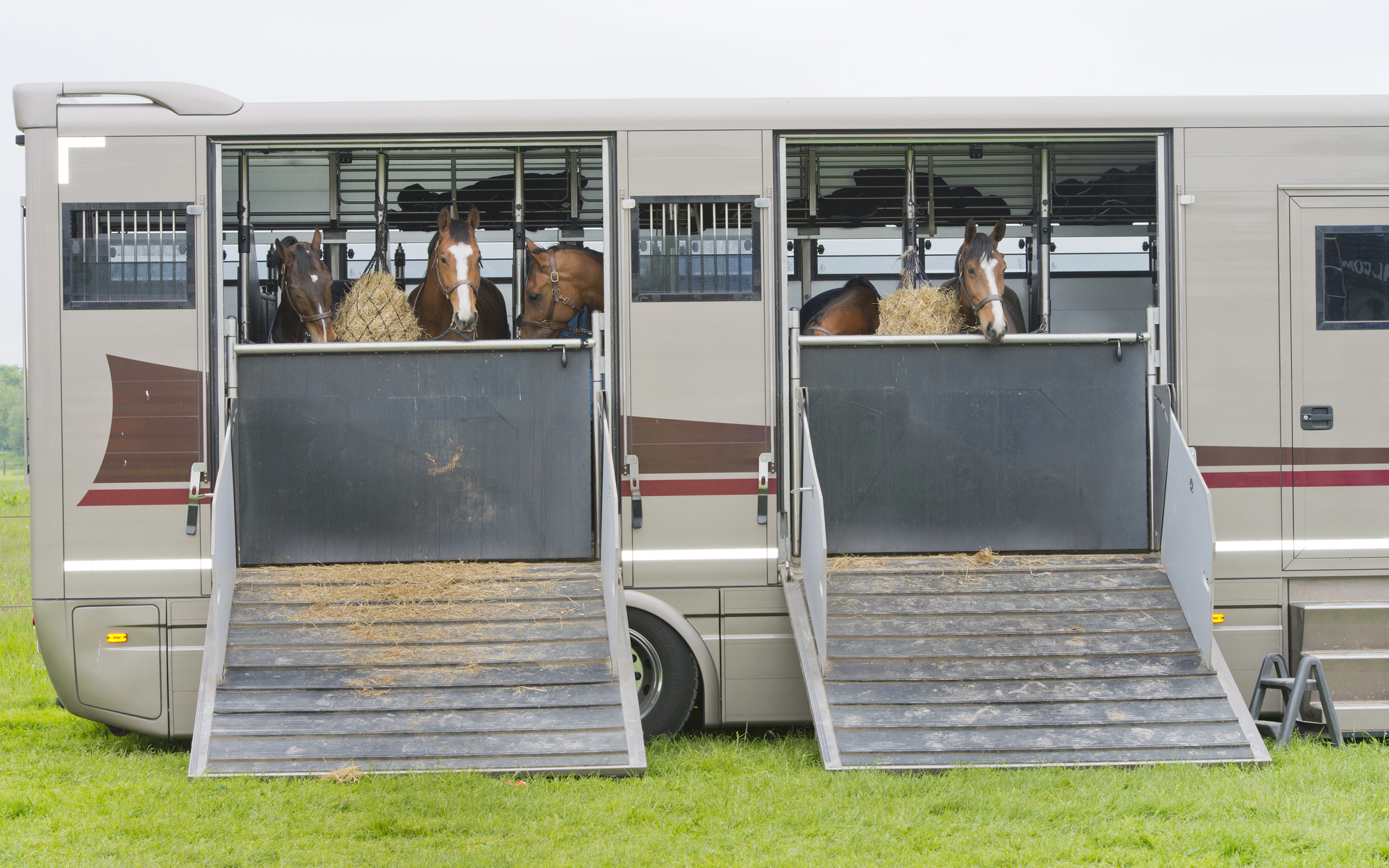 Horses in a trailer 